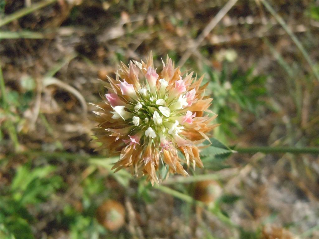 Trifolium vesiculosum / Trifoglio vescicoloso